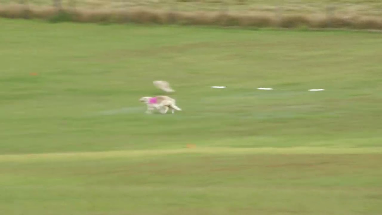 Borzoi Lure Coursing Open final 11 25 2023