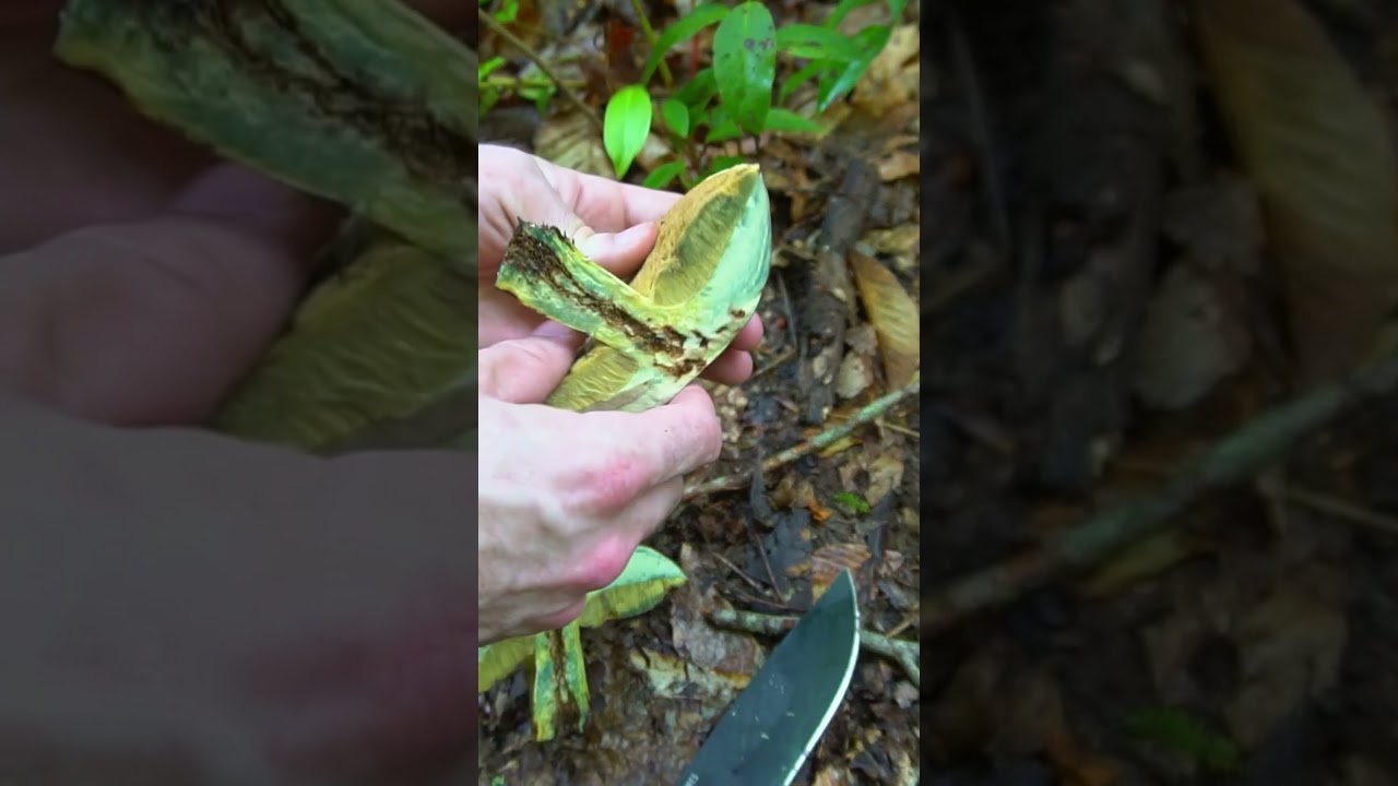 These Wild Mushrooms Stain Blue!