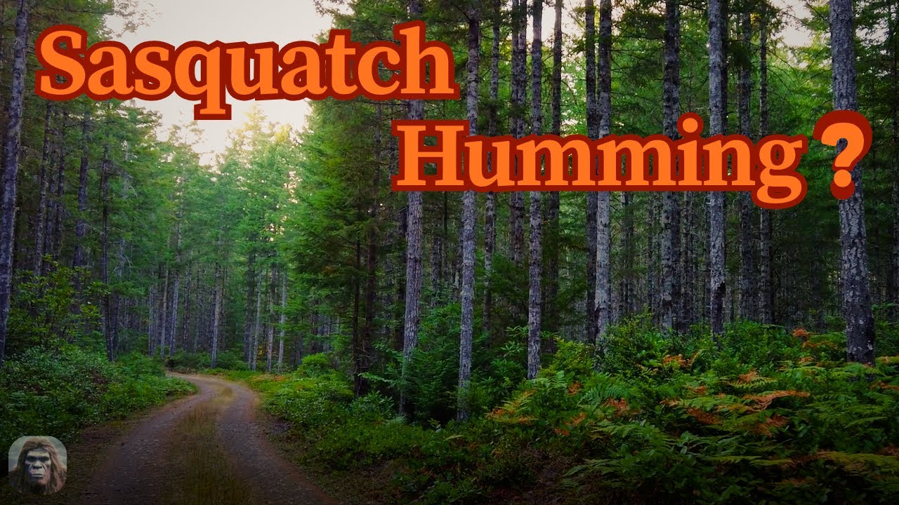 Sasquatch Humming? A Comparison To Known Primate Audio. Olympic Project Audio Update. 