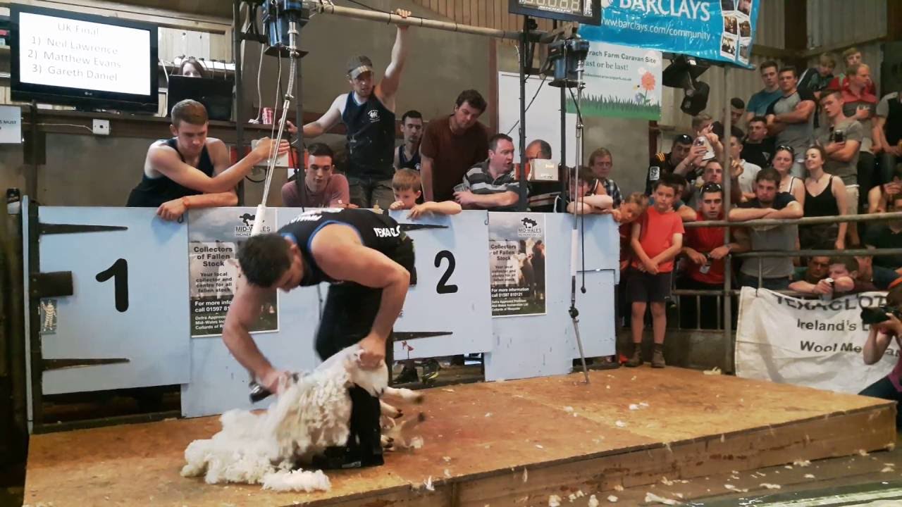 Gareth Daniel shearing in the UK Final of The Welsh International Speed Shear in 2016