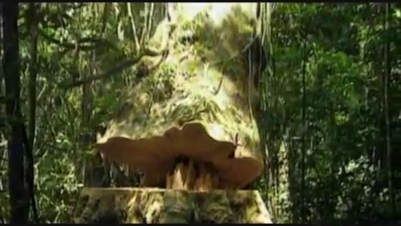 Deforestation- Change 2016 Trailer