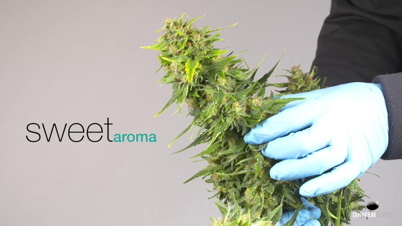 Dinamed CBD Autoflowering cannabis strain with high levels of CBD EN