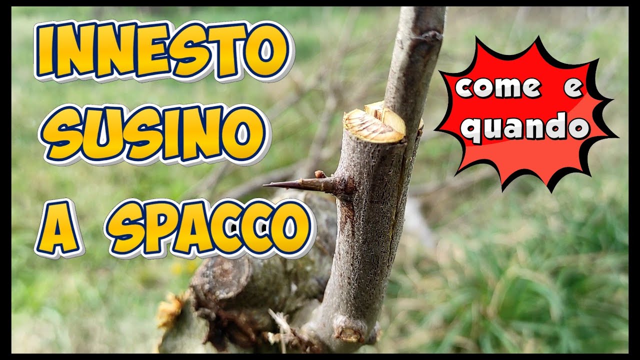 INNESTO SUSINO a SPACCO : come e quando