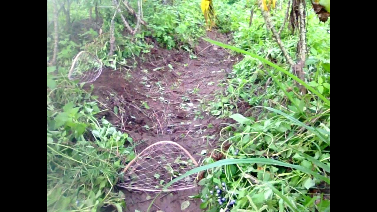 Find Quail in forest trap​​ - Easy Deep Hole Quail - How to Find Trap quail Pailin