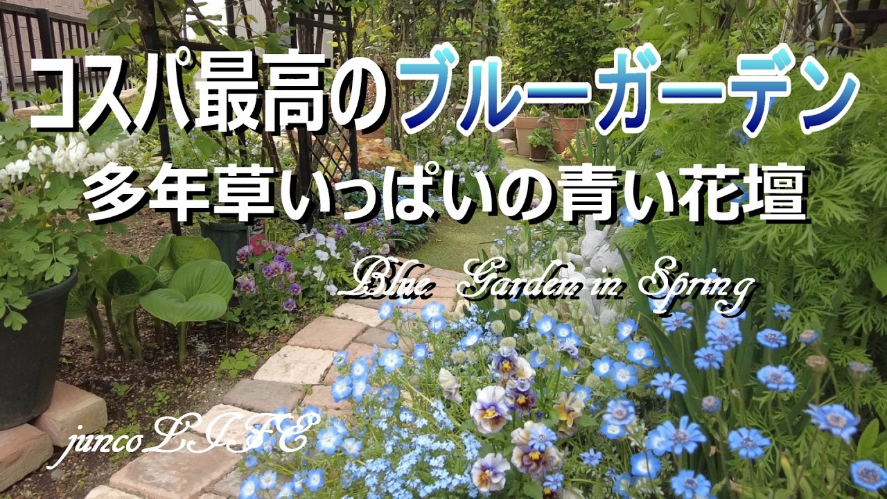春のブルーガーデン＊多年草と種蒔きっ子でローコストの春庭＊３月の庭仕事＊猫ちゃん
