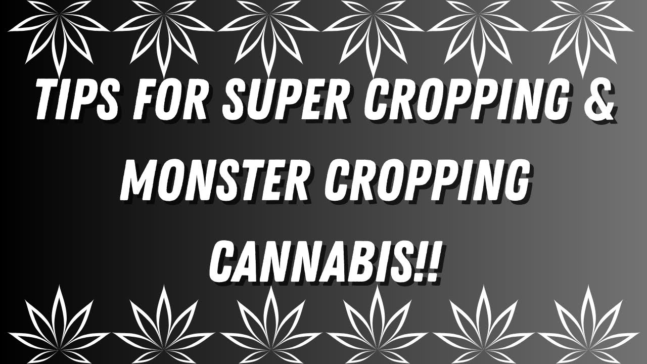 Master Cannabis Growth: Super Cropping & Monster Cropping Techniques Unleashed! #cannabiscultivation