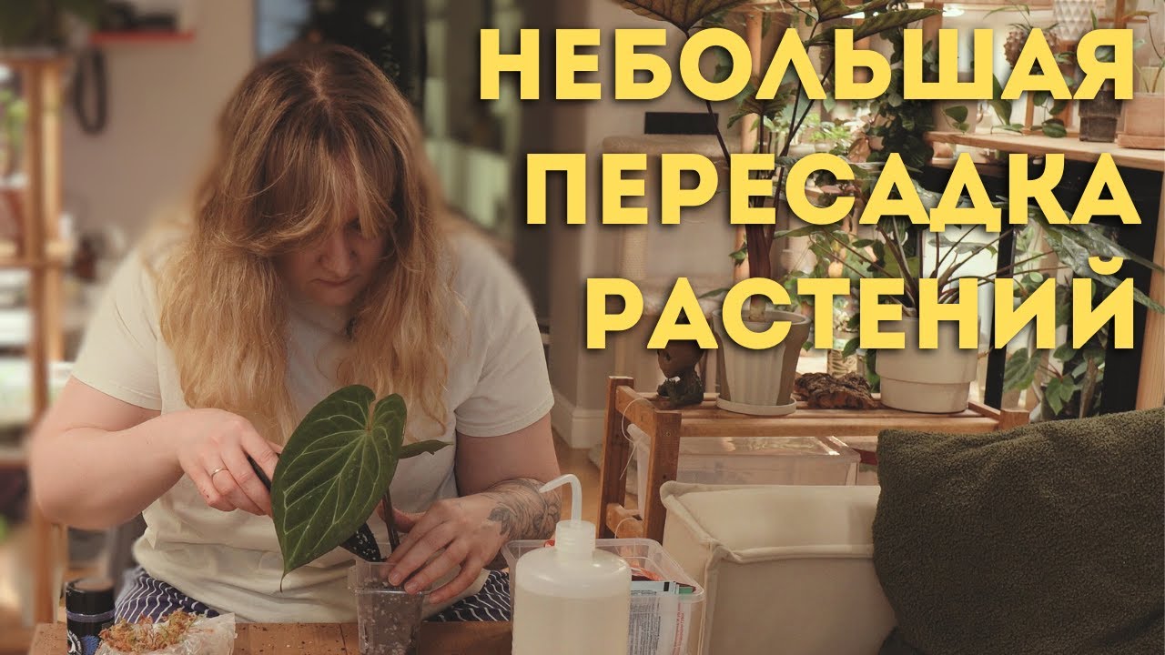 Новогодние каникулы с растениями 🌿 Прогулка по зеленым уголками и пересадка нуждающихся