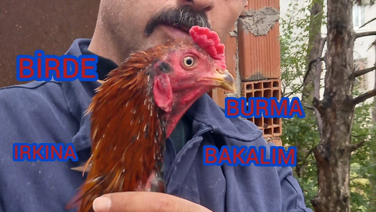 #102# BURMA IRKININ ÖZELLİKLERİ BİRDE BENDEN DİNLEYİN!!!