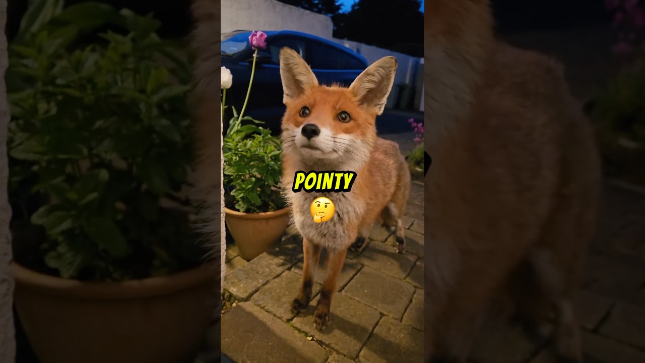 Foxes Look Just Like Puppies! 😱😱#shorts