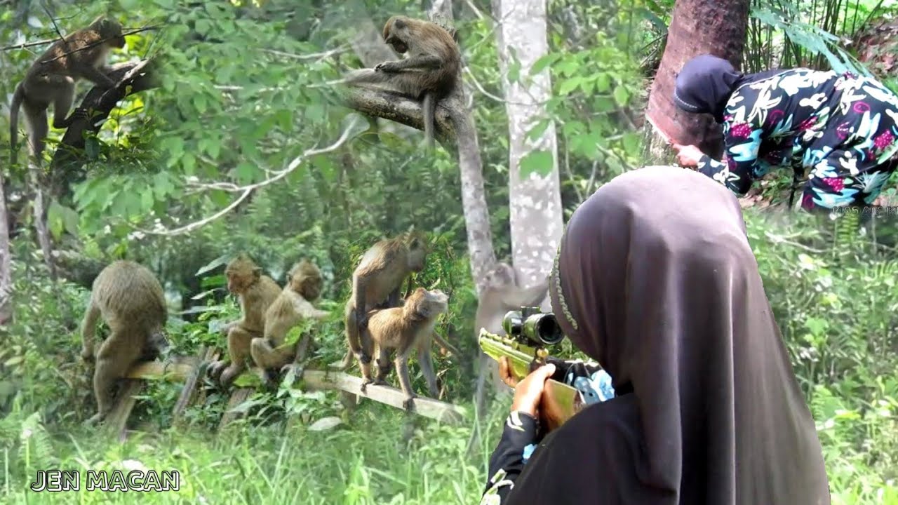 GILA‼️MAK MAK PETANI TEMBAK HABIS HAMA BANDEL DAN KERA NAKAL DI KEBUN WARGA(sniper wanita)