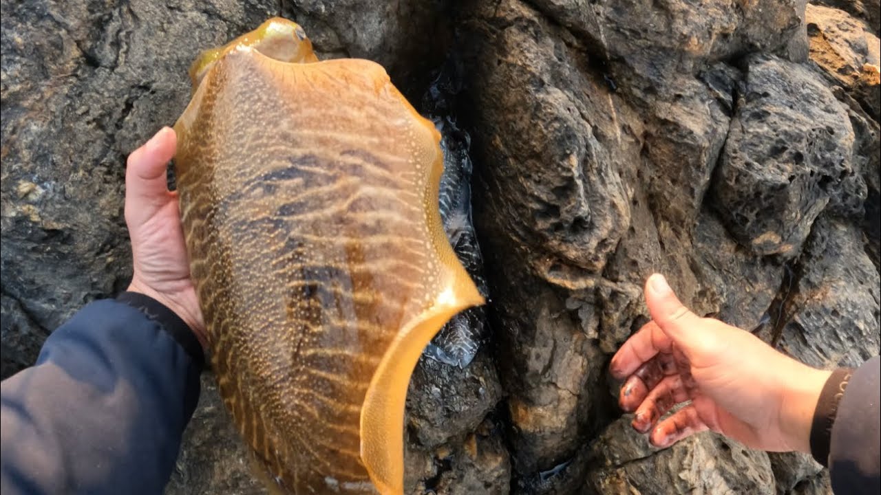 EGING DA RIVA SEPPIA BIG PESCATA IN SARDEGNA 🎣🌊🦑