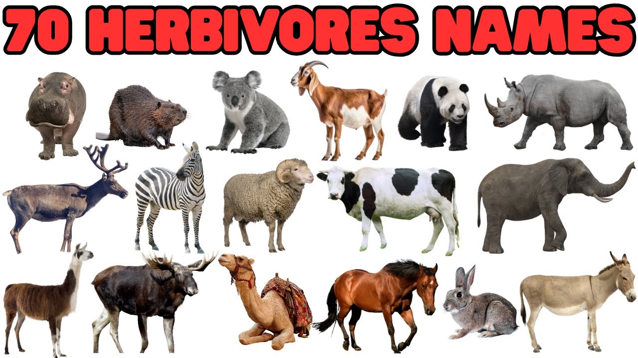 🌱 70 Herbivore Animals for Kids | Learn Animal Names & Fun Facts 🐘🦒🦓