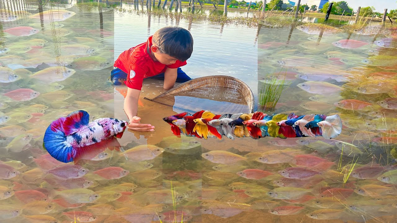 Catching Betta Fish And Wild Betta Fish At The Countryside, Unbelievable Catching (Episode 107)