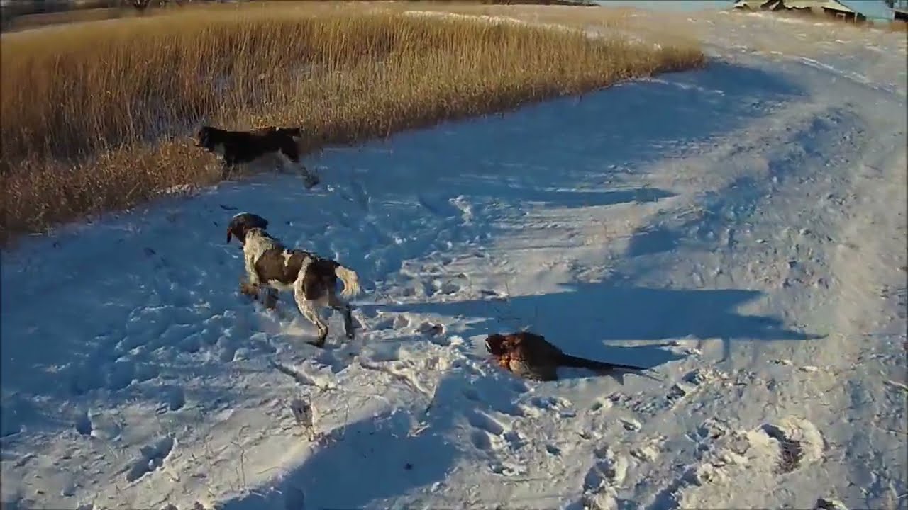 Late December Iowa pheasant hunting with Small Munsterlanders