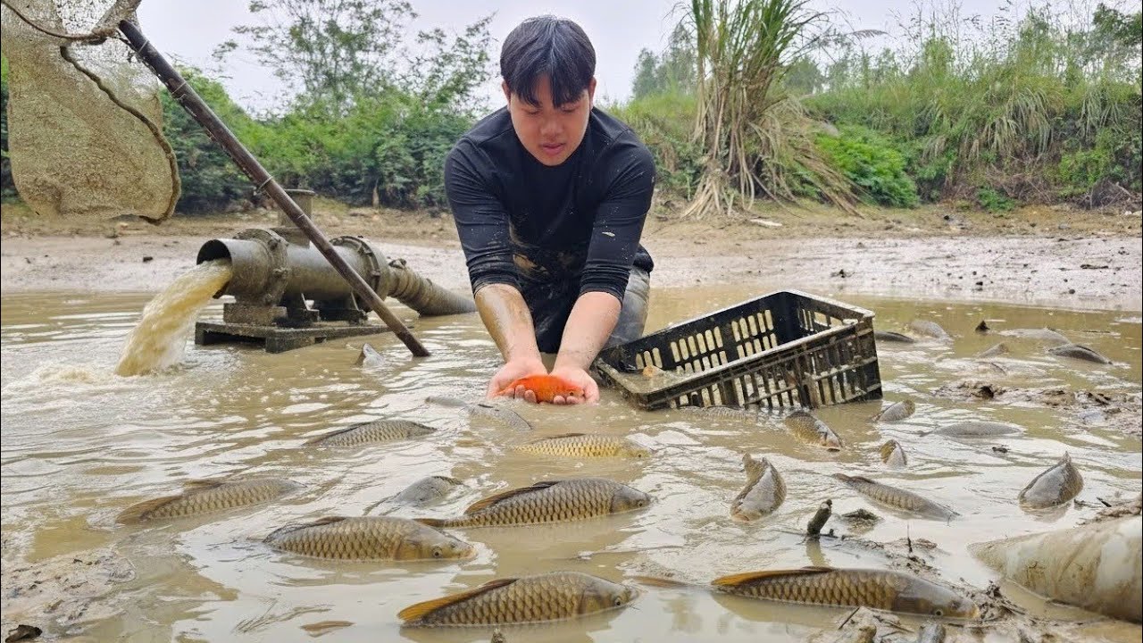 Leaving the city for the countryside, the CEO drained a lake to catch giant carp //#trieukhang