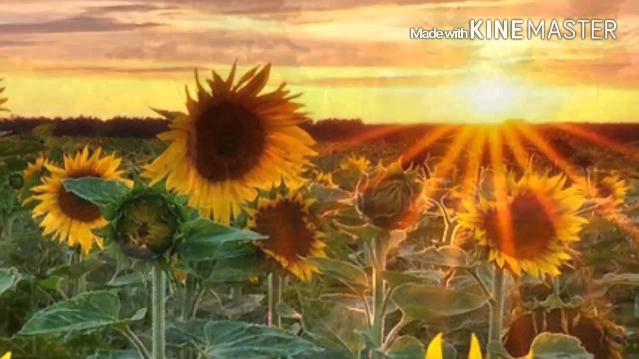سورة الملك - الأستاذ شهريار برهيزكار