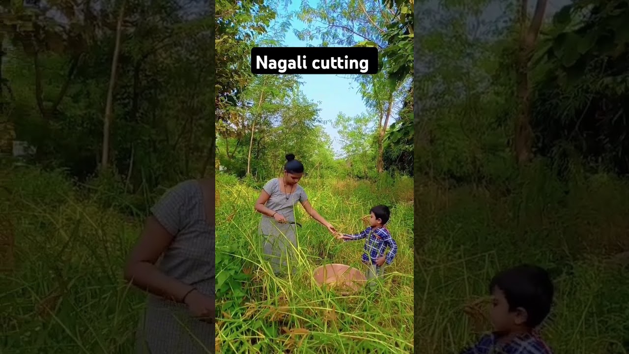 Adivasi ( નાગલી કાપણી) //Nagali cutting || by @swatibhoya #adivasi #kaprada #nagali