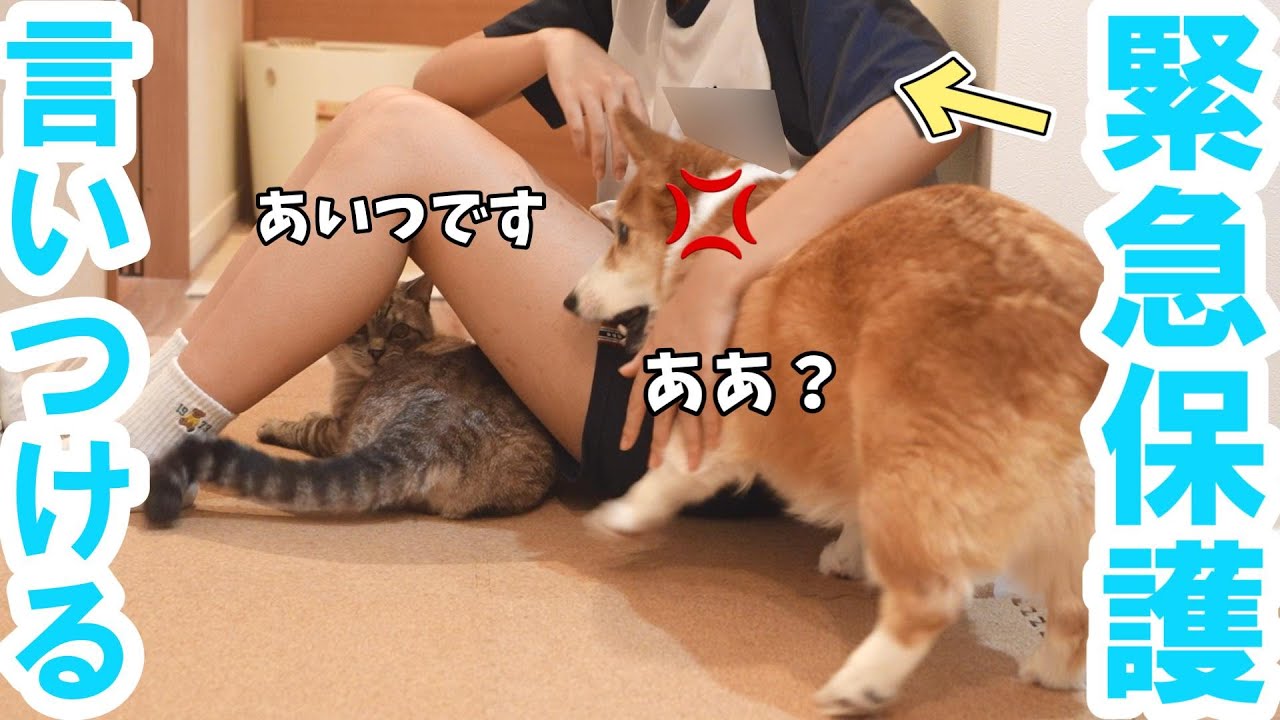 同居犬がちょっかい出してくると、お姉ちゃんにすぐ言いつける猫がかわいい