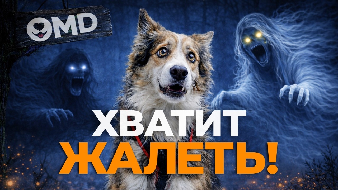 Как отучить собаку бояться? Ошибки при страхе, которые совершают хозяева
