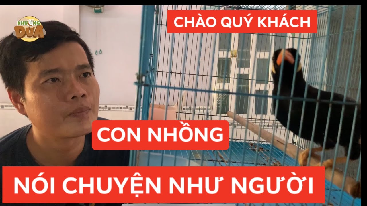 Con Nhồng nói chuyện rõ như người, không nghe không tin!