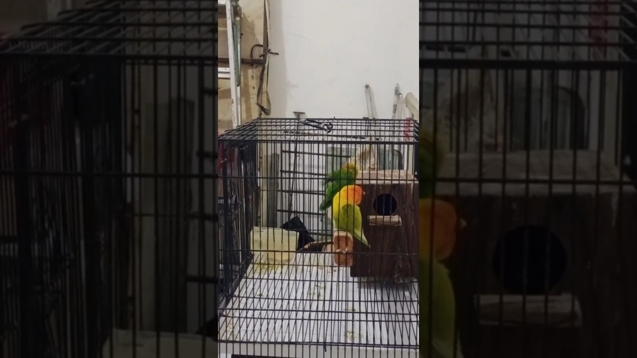 PROSES PERKAWINAN LOVEBIRD JANTAN
