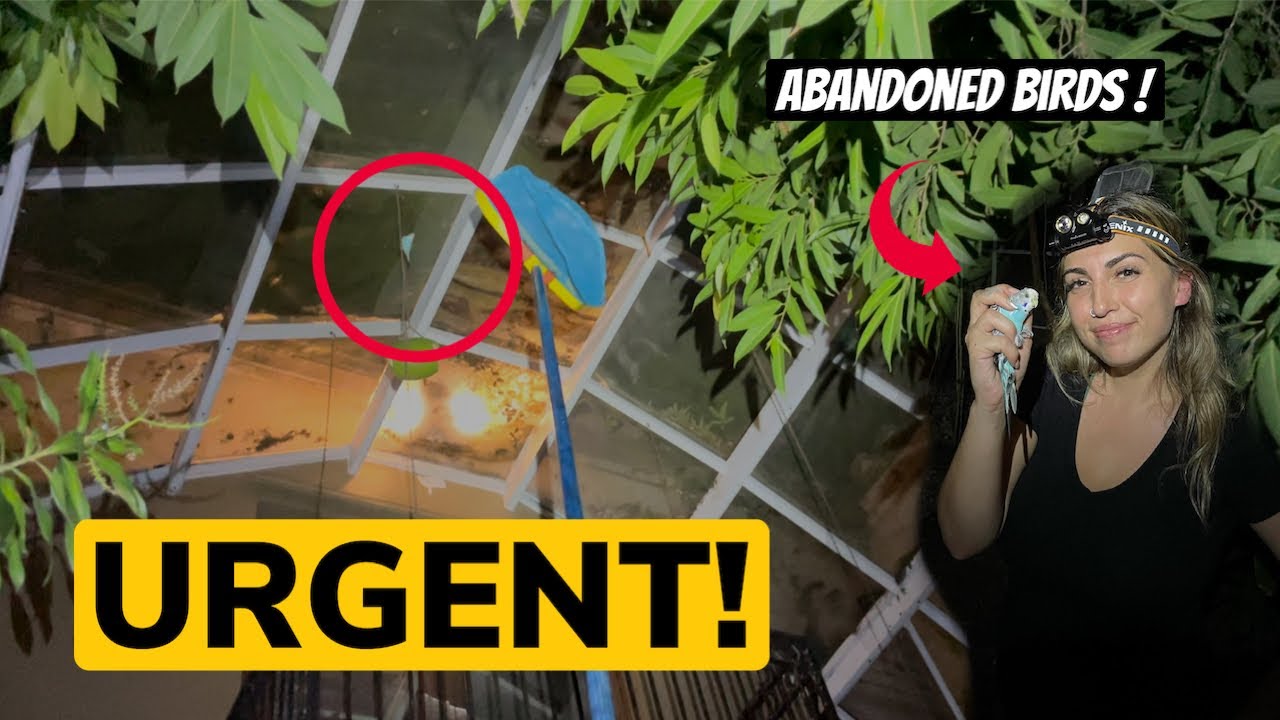 PET BIRDS ABANDONED IN HUGE AVIARY