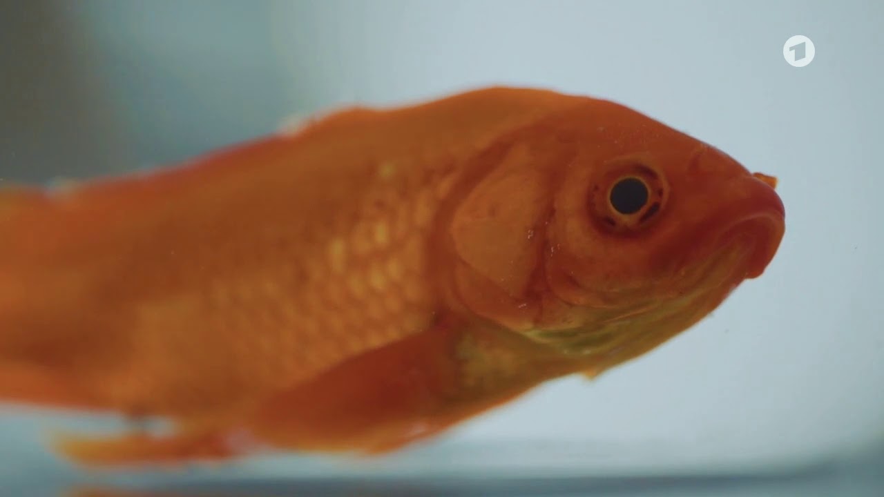 Warum sollten Goldfische im Teich im Winter nicht gefüttert werden?