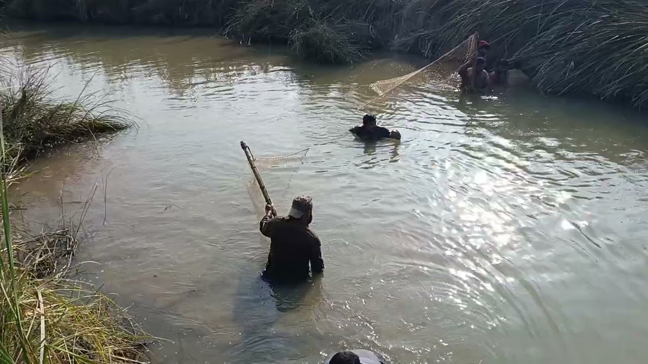 Net fishing video fish catching