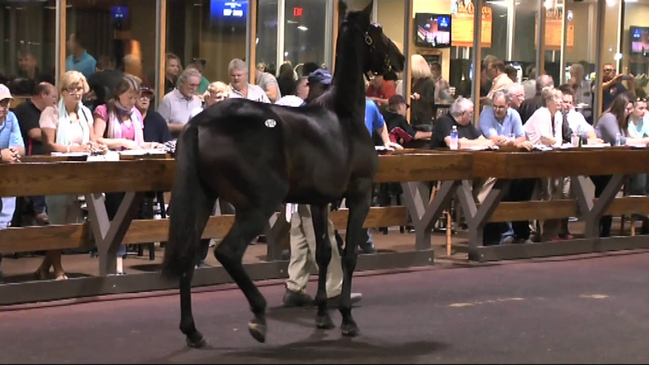 HIP 312 at Lexington Selected Yearling Sale