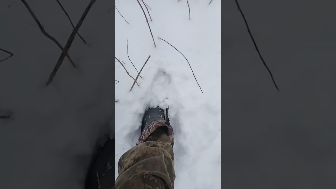 Попався лис в петлю.