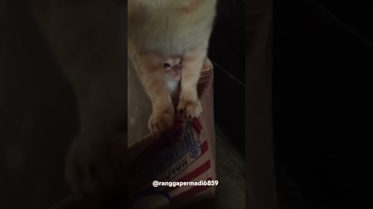 Anak kucing lucu doneng sama donat 