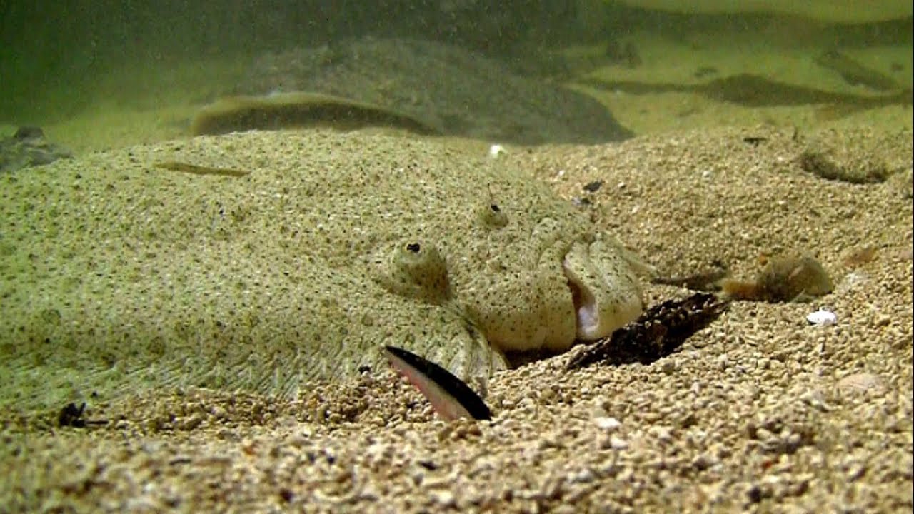 Fishing: big turbot attack little Bivi strikes underwater. Рыбалка: палтус на маленький воблер.