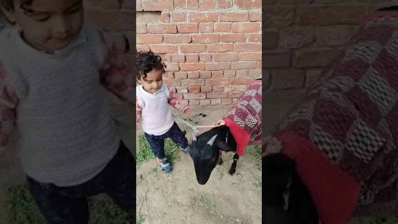 POOJA KI live Bakri ke bacche Abhi Abhi Paida Hua Hai