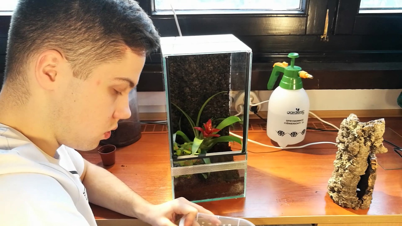 NIK&TOM#32 Urządzanie terrarium dla samicy Avicularia versicolor.