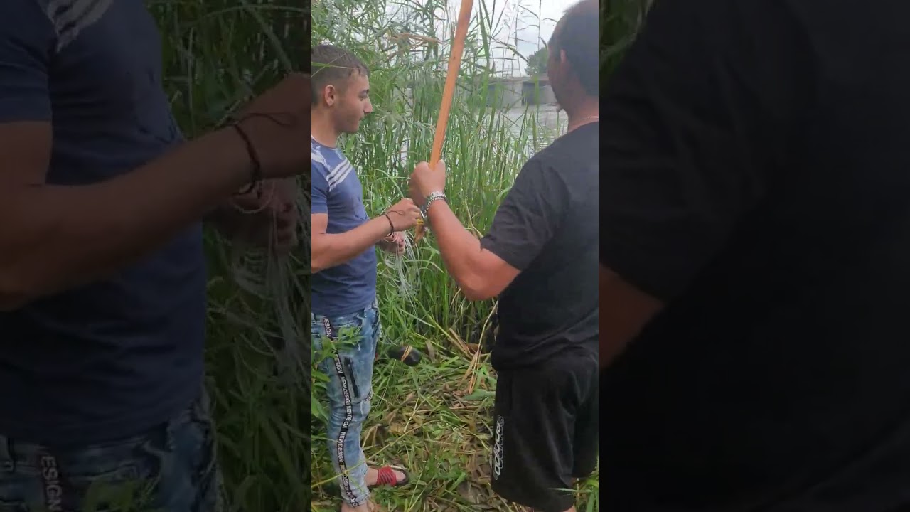 BRACONAJ PE RAU MURES IN ZONA INTERZISA