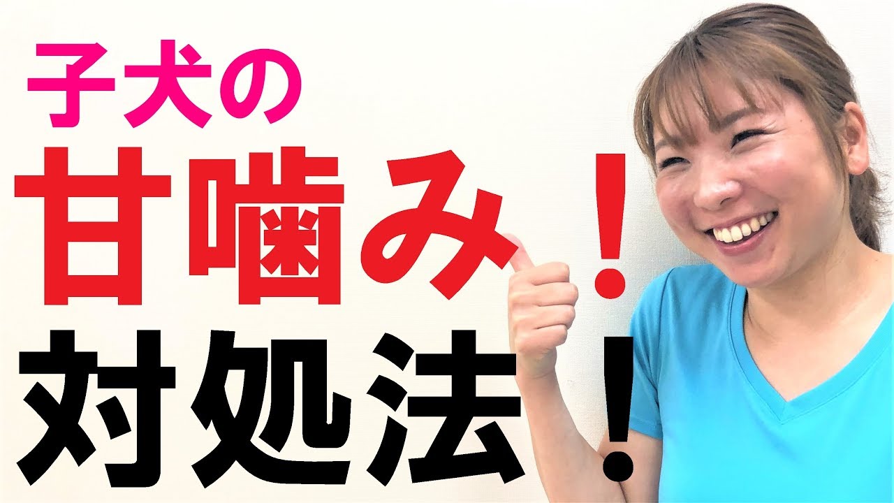 【犬 甘噛み】子犬が甘噛みをする理由と対処法【犬のしつけ＠横浜】by遠藤エマトレーナー
