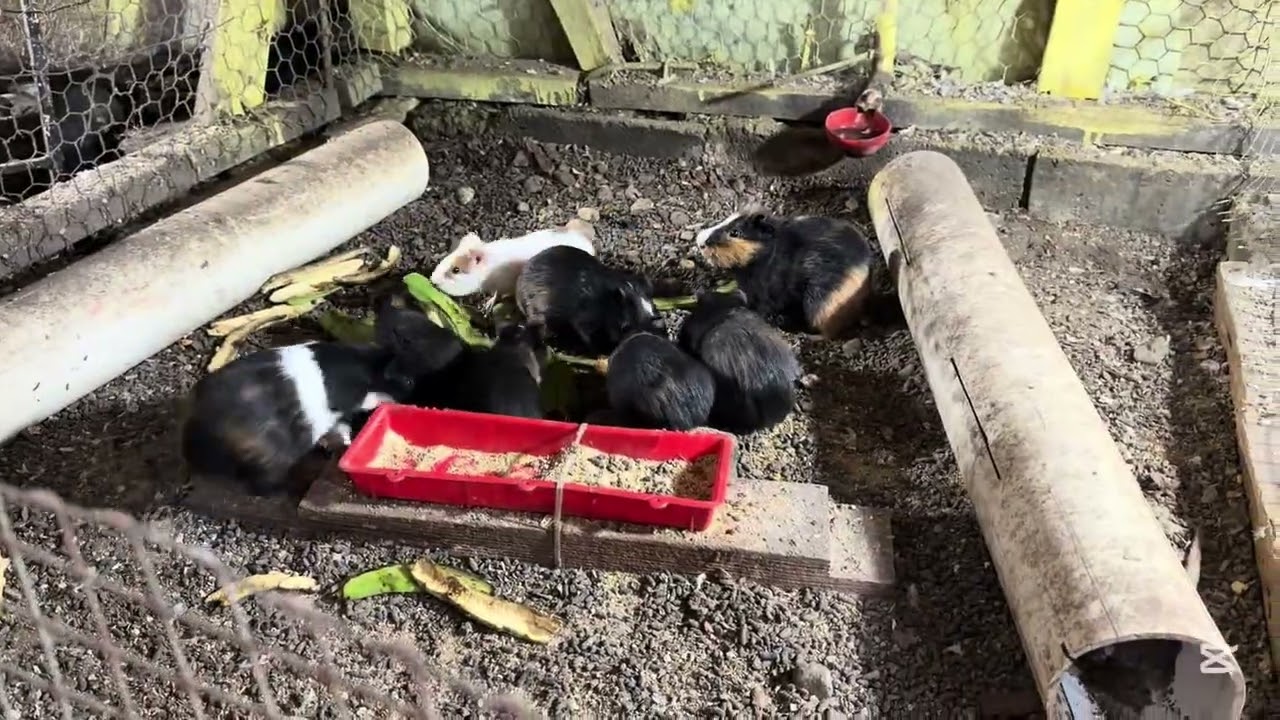 La variedad de la comida va depende  de la salud de cada gallina 🐓 