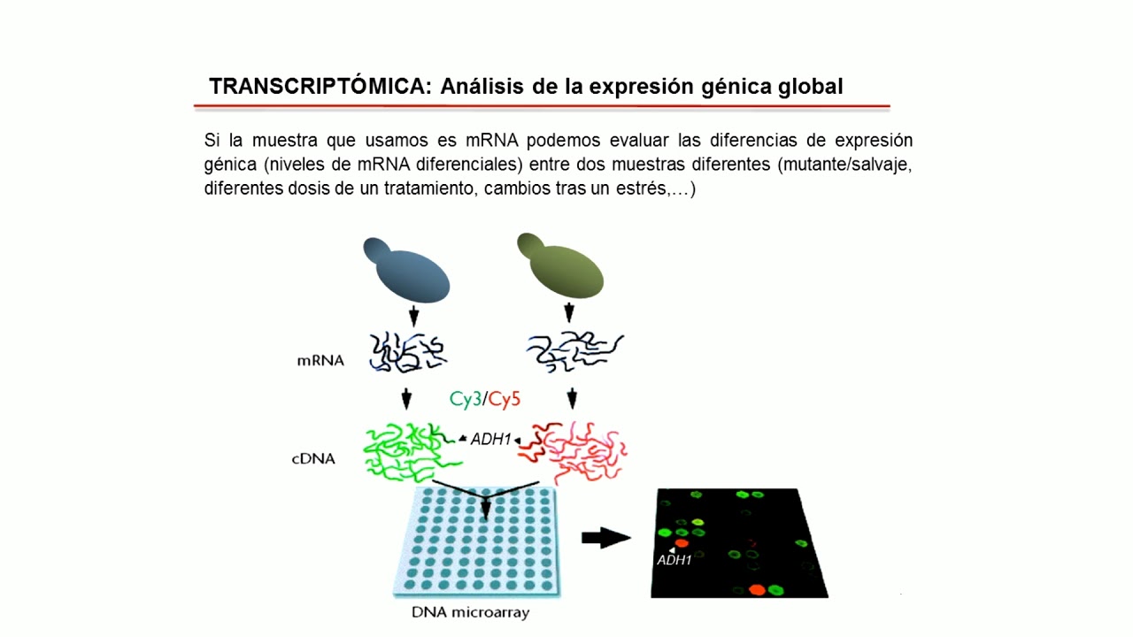 2.7. Microarrays