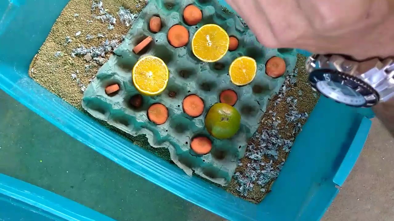 Oque Fazer quando os tenébrios chegar na sua residencia  Parte 1 - Preparando para engorda