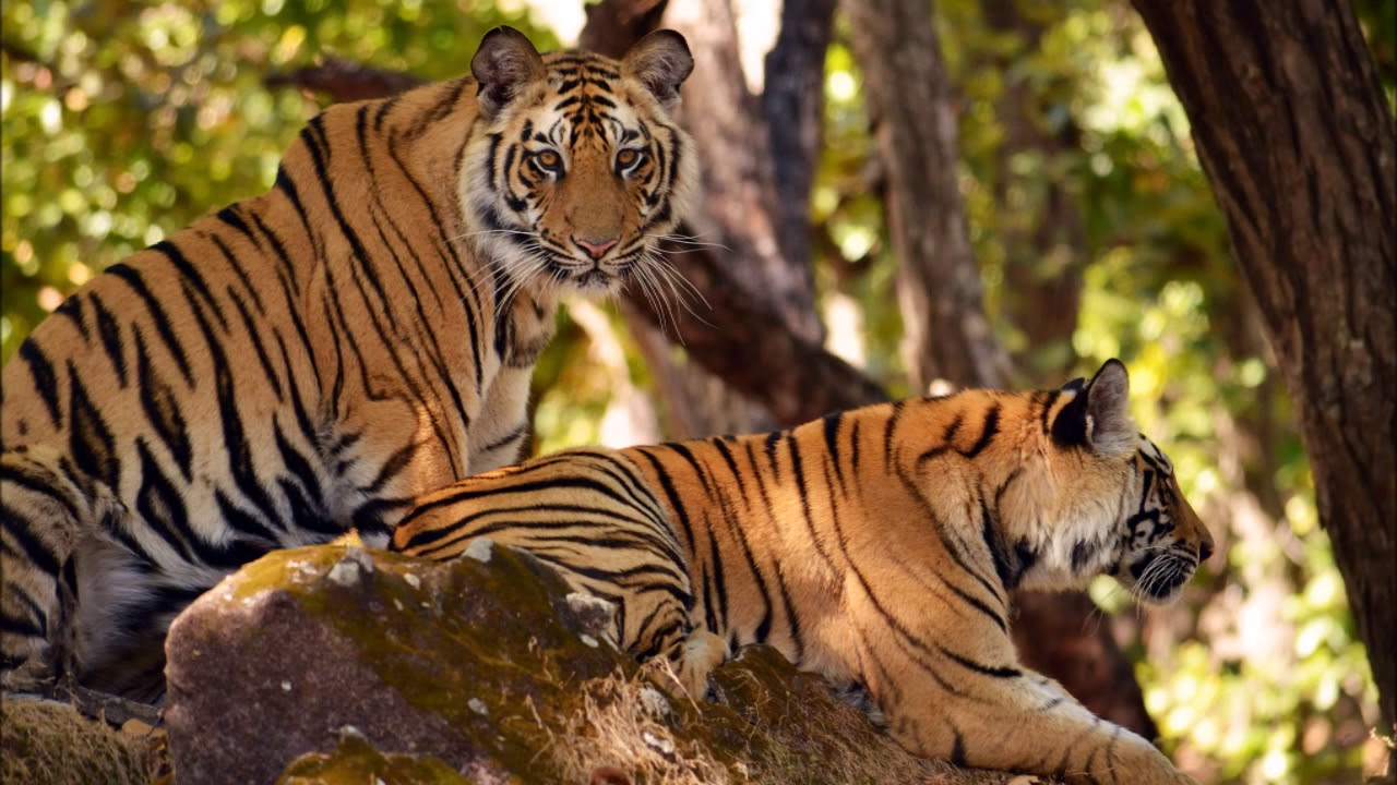 Anshi tiger reserve / Dandeli wildlife sanctuary/ Kali tiger reserve/ Dandeli tourism hotspot