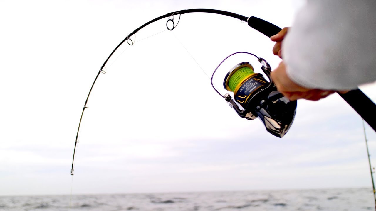 Searching for Giant Amberjacks in the Gulf of Mexico - 4K