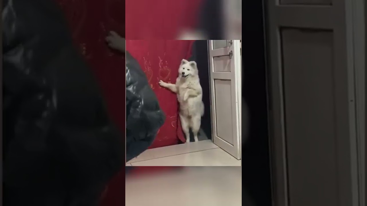 Charming dog😜😜😜#funny #cute #short #dog