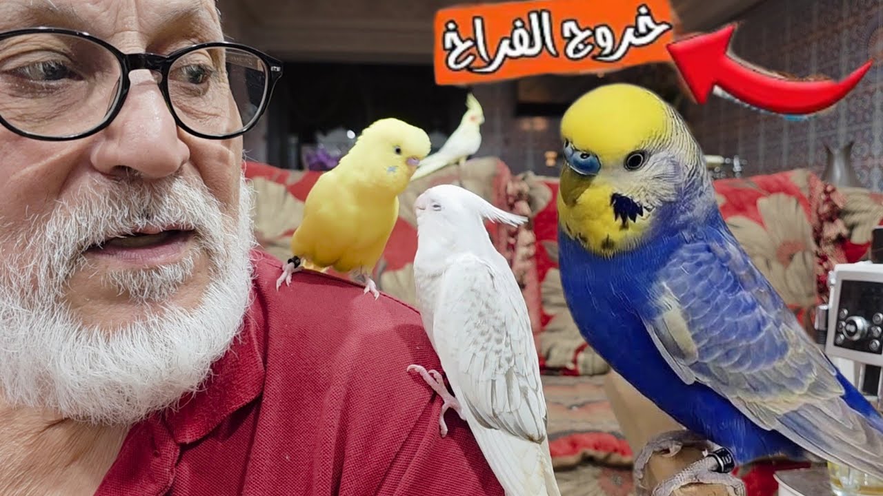 طفرات بادجي و ببغاء مولينا للبيع زيارة📍 عند مولوع GoldenBirds #سلا #rabat #كناري 