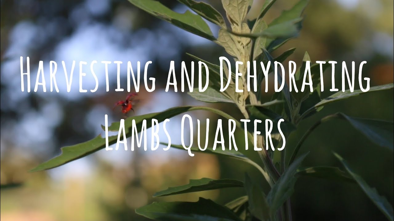 How To Dehydrate Lambs Quarters