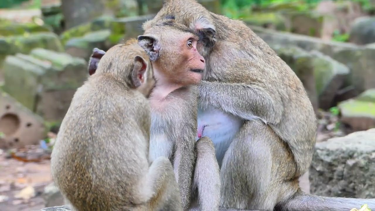 Jonna monkey smart child walk in river side