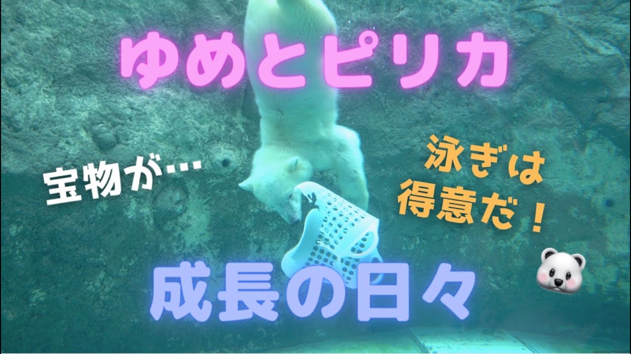 ゆめとピリカ「成長の日々」泳ぎが得意といわれながら泳げず泣いていたゆめが…旭山動物園【Polar bear baby movie】
