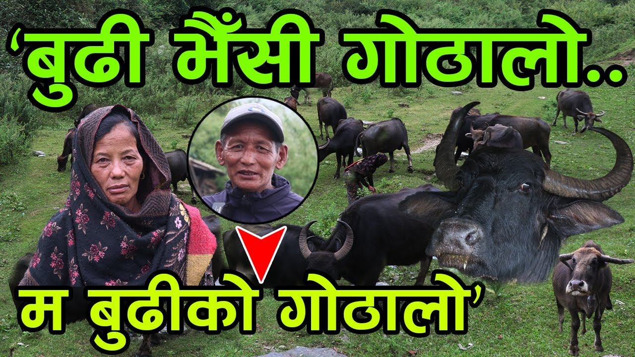 ‘बुढी भैँसी गोठालो अनि म बुढीको गोठालो’ लाला दाई भन्छन्, ‘भैँसीले परिवार पालेको छ’ ||kiranpaudel