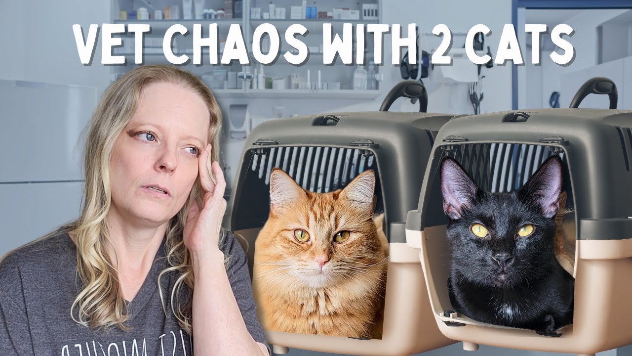 Taking My Cats to the Vet: What Really Happens