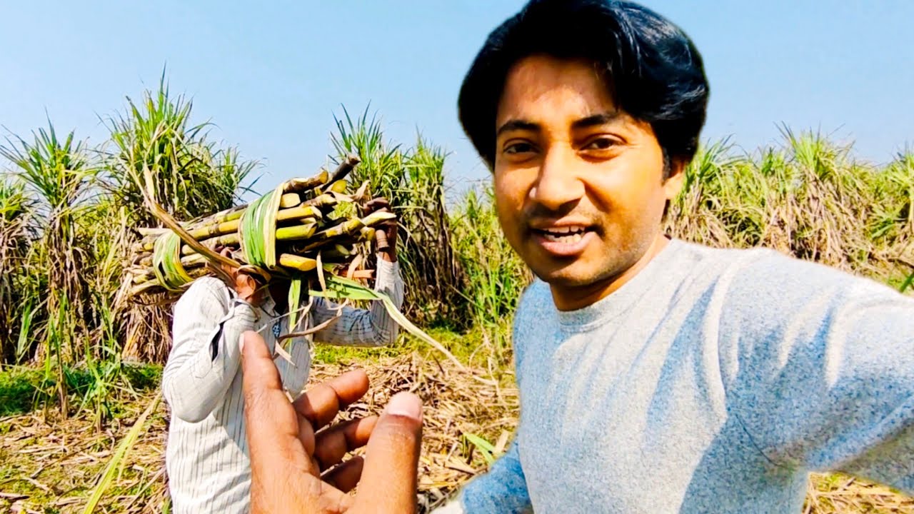 Ganne (Sugarcane) Lene Kheto Me Pahunch Gaye Dosto | 44th Day of 365 Days Vlogging Challenge Part-2