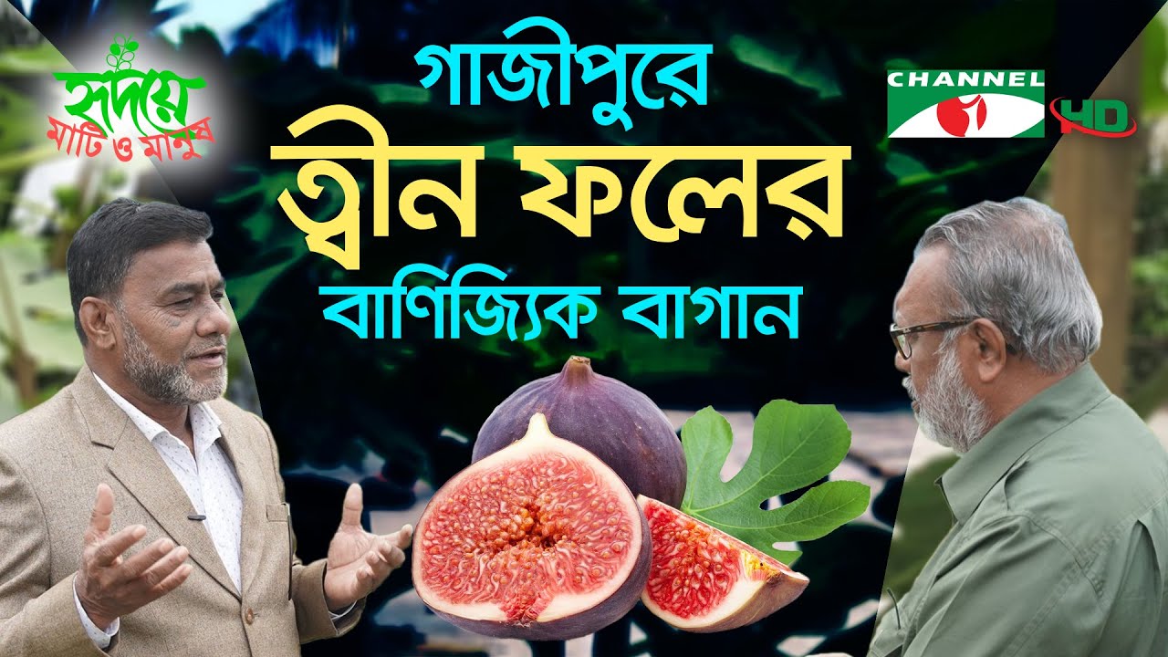 এবার গাজীপুরে আব্দুস সাত্তারের ত্বীন ফলের বাণিজ্যিক বাগান | Shykh Seraj | Channel i |
